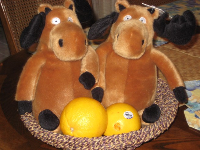 hatley and butler oranges