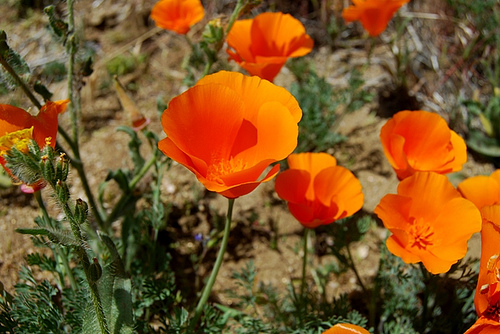 california poppy reserve