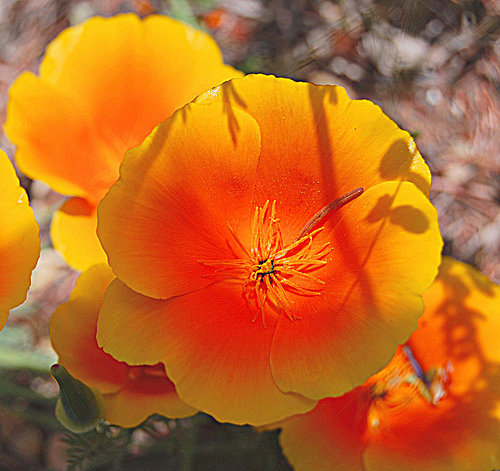 orange poppy