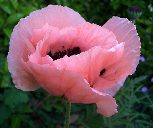 pink poppy