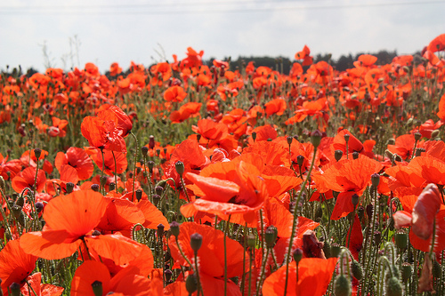 poppy field 2