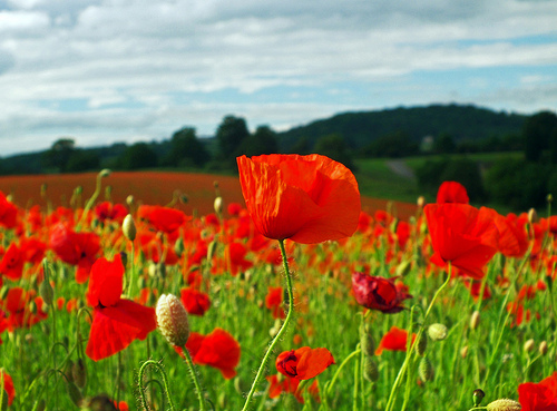 poppy field