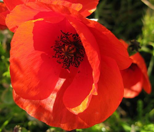 poppy macro