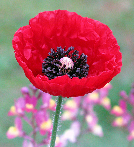 Poppy