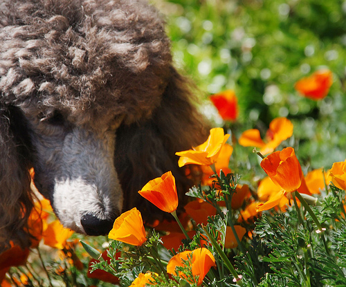 puppy poppies