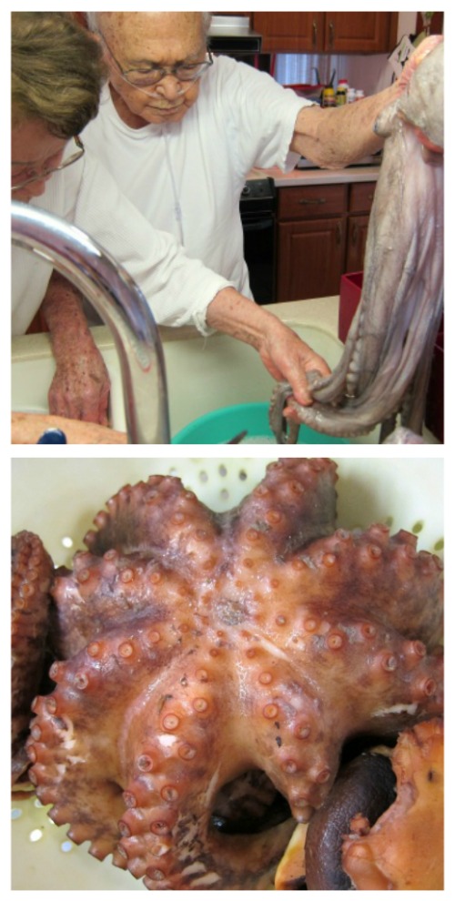 Ribbet collageoctopus