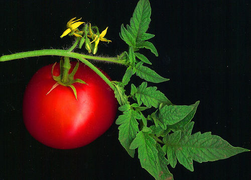 tomato plant