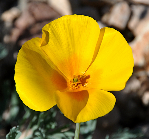 yellow poppy