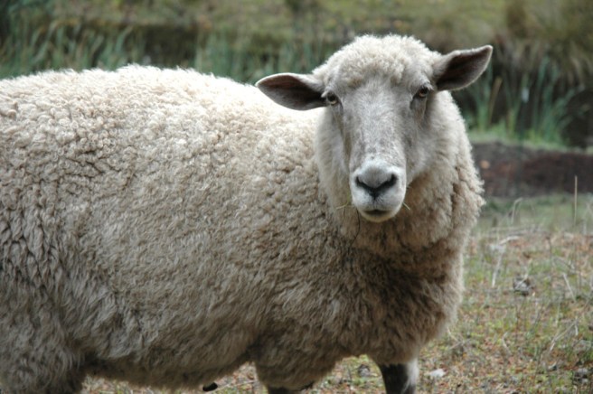 bossysfeltworks_15 (2)