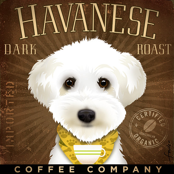 havanese