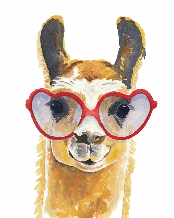 llama