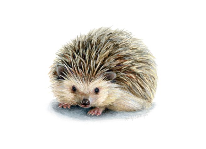 coolhedgehog